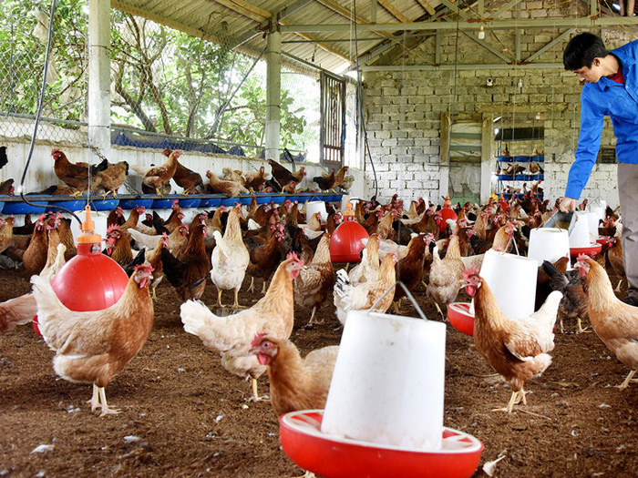 Chăn nuôi tuần hoàn là gì và vì sao mô hình này được áp dụng nhiều?