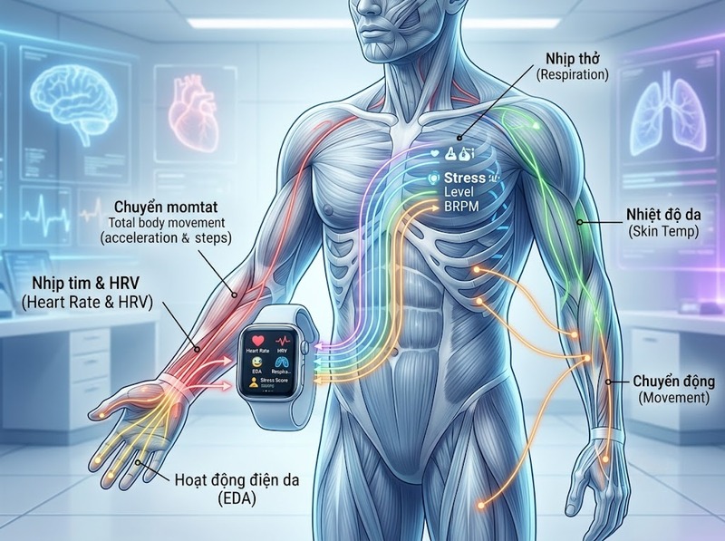Công nghệ theo dõi stress sử dụng những tín hiệu sinh lý nào để ước tính?