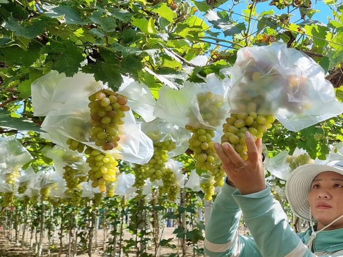 Lợi ích của nông nghiệp tuần hoàn trong tiết kiệm nước và năng lượng