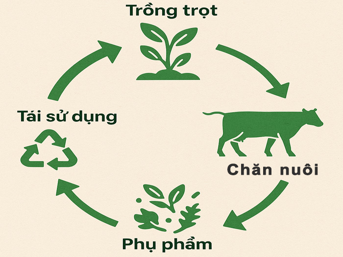 Thế nào là mô hình sản xuất nông nghiệp tuần hoàn bền vững?