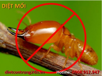 Diệt mối Đồng Nai giá rẻ - Mạng làm giàu