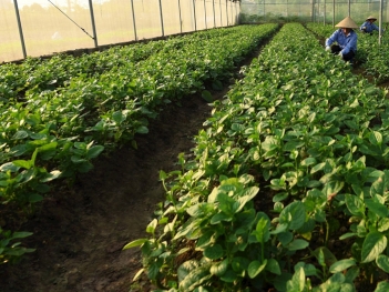 Điều kiện phát triển nông nghiệp tuần hoàn hiệu quả và tiết kiệm chi phí