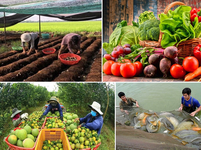 sản phẩm từ nông nghiệp tuần hoàn 